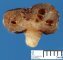 Colonic juvenile polyp