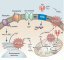 Abeta protein interactions