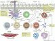 Candidate genes for asthma predisposition